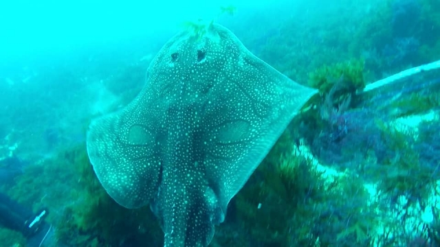  A stingray 